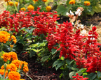 Flare Salvia Seeds