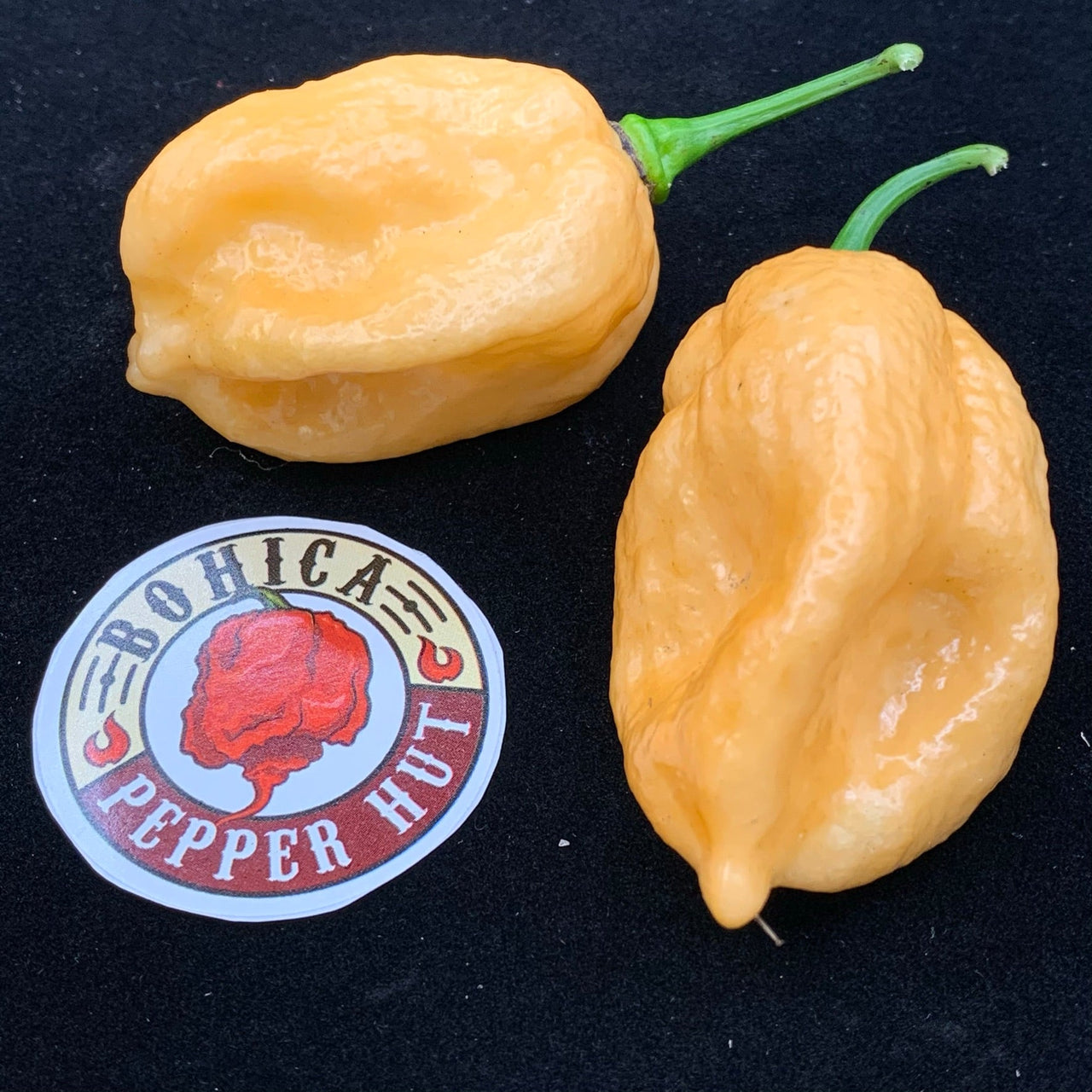 Kraken Scorpion Peach - Seeds