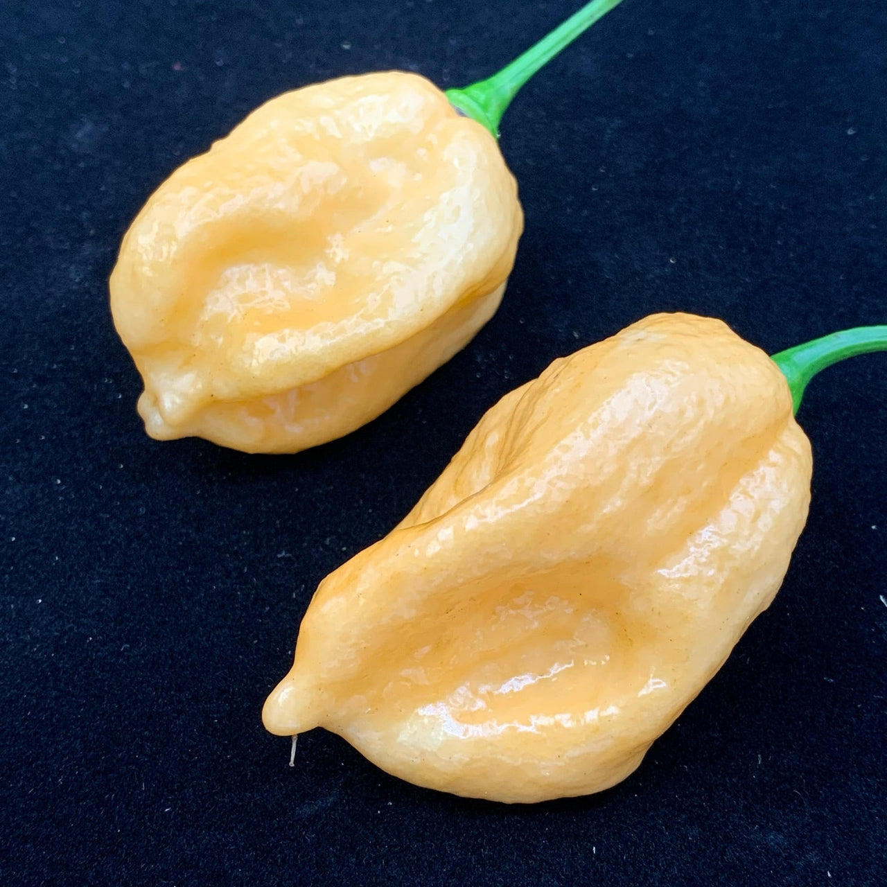 Kraken Scorpion Peach - Seeds