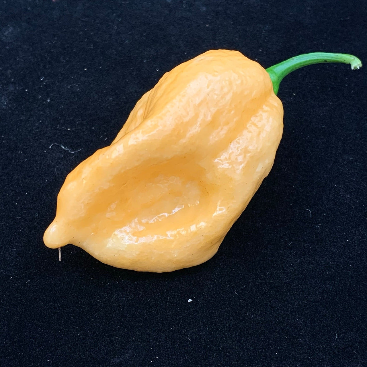 Kraken Scorpion Peach - Seeds