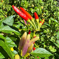 KS White Thai - Seeds