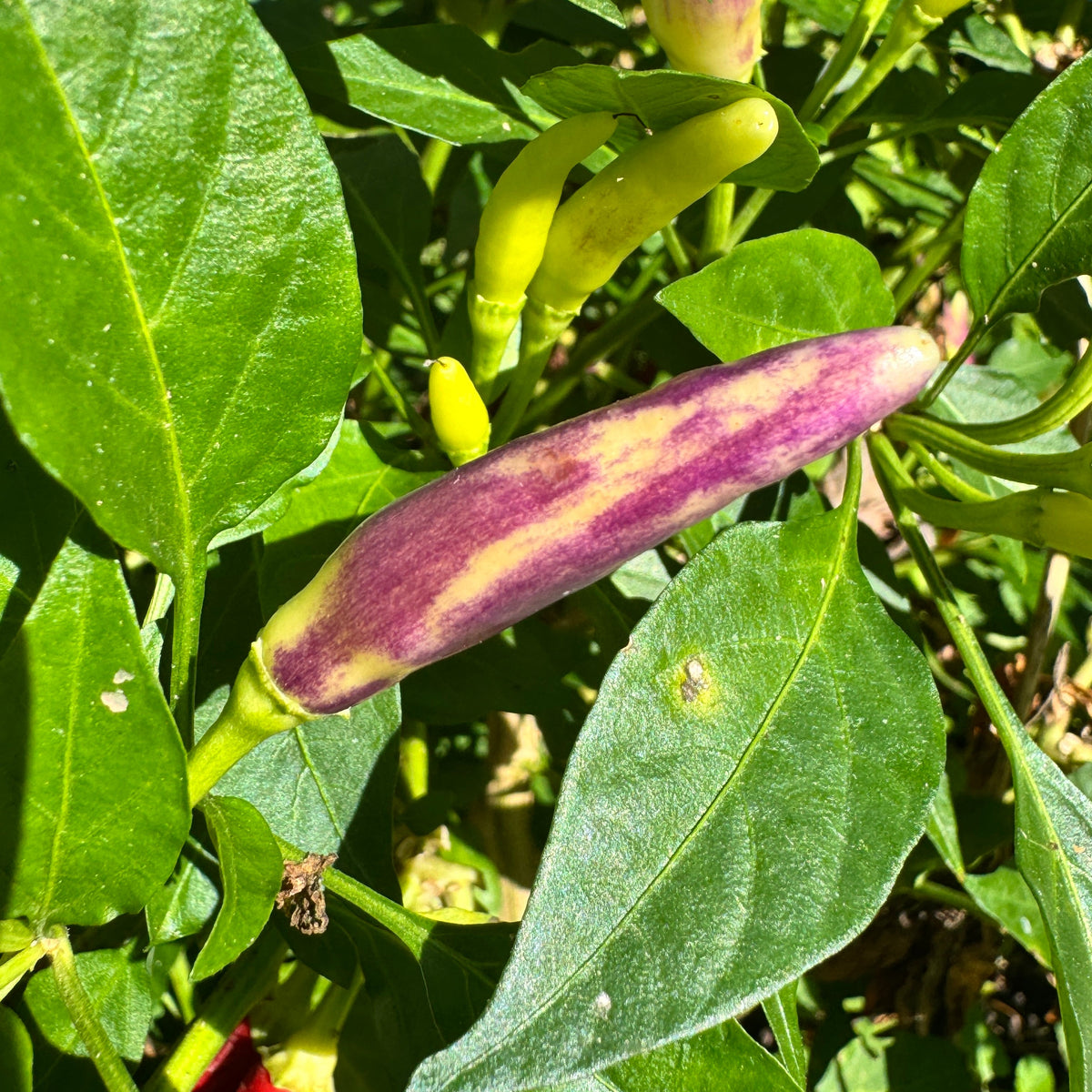 KS White Thai - Seeds