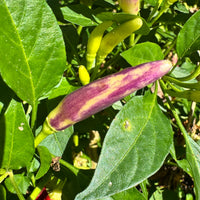 KS White Thai - Seeds