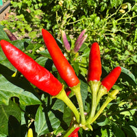 KS White Thai - Seeds