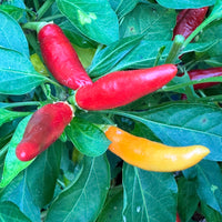 KS White Thai - Seeds