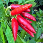 KS White Thai - Seeds