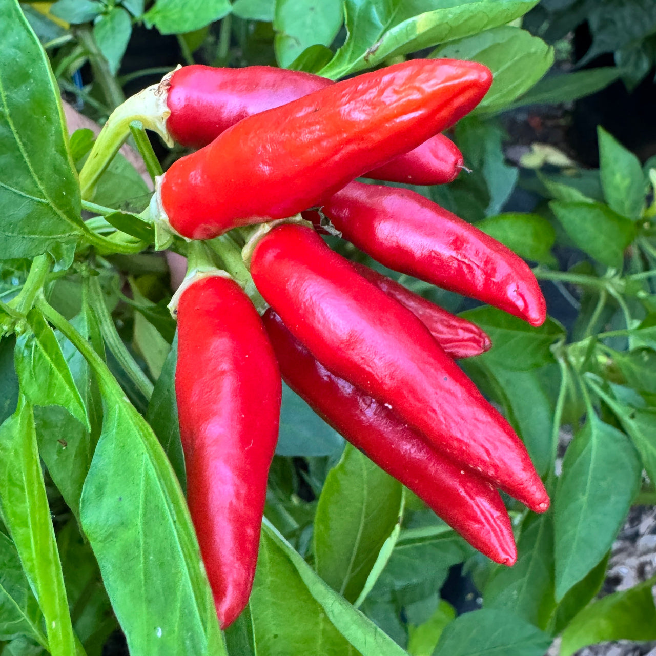 KS White Thai - Seeds