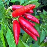 KS White Thai - Seeds