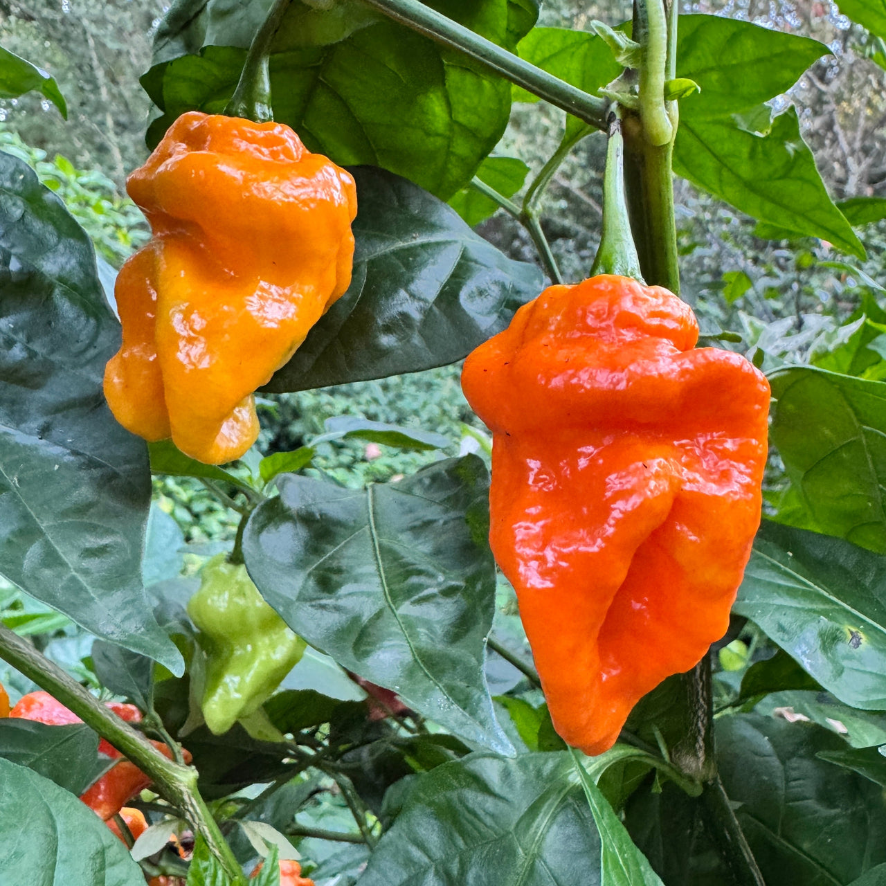 Maldivian Heart Orange - Seeds