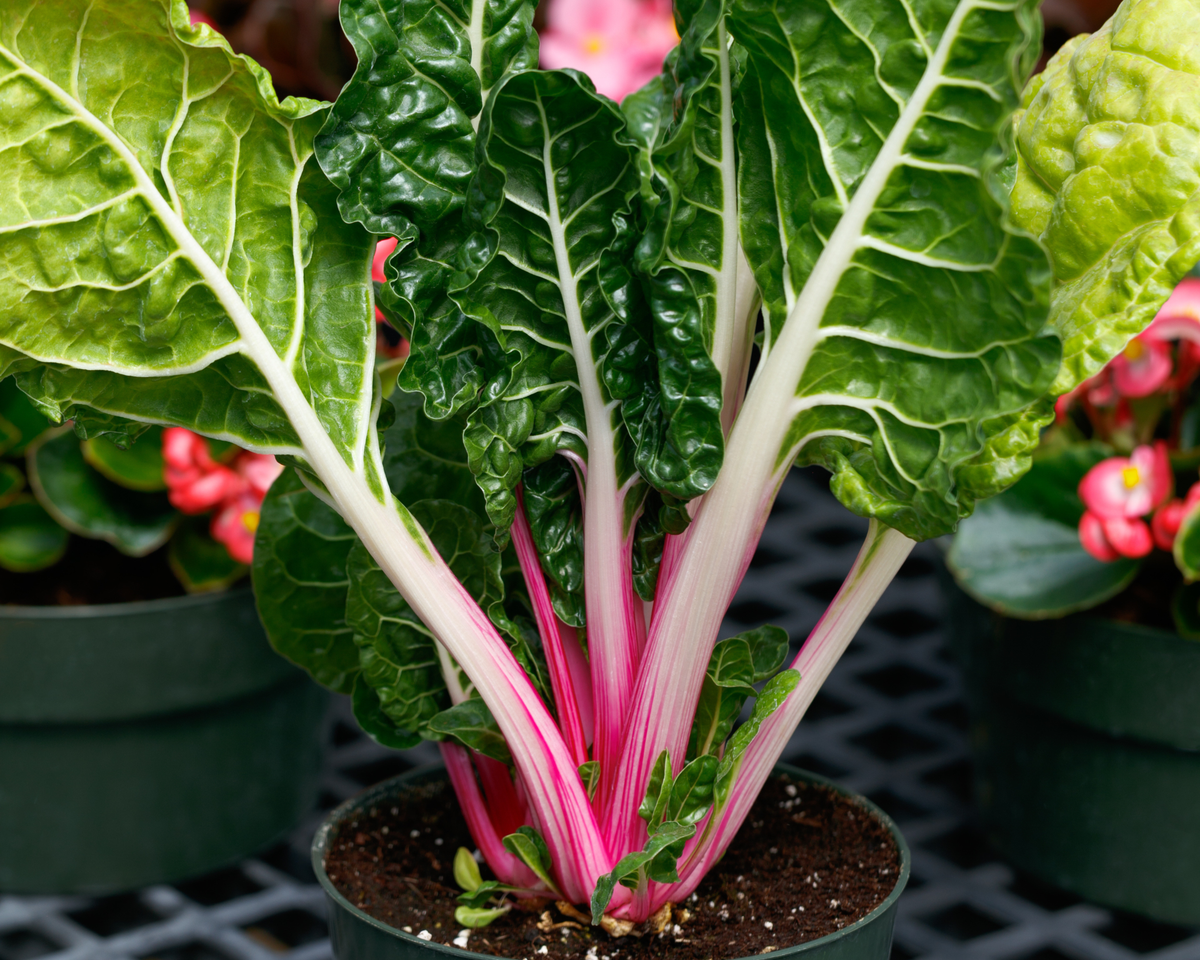 Peppermint Swiss Chard Seeds