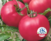Chef's Choice Pink Hybrid Tomato Seeds