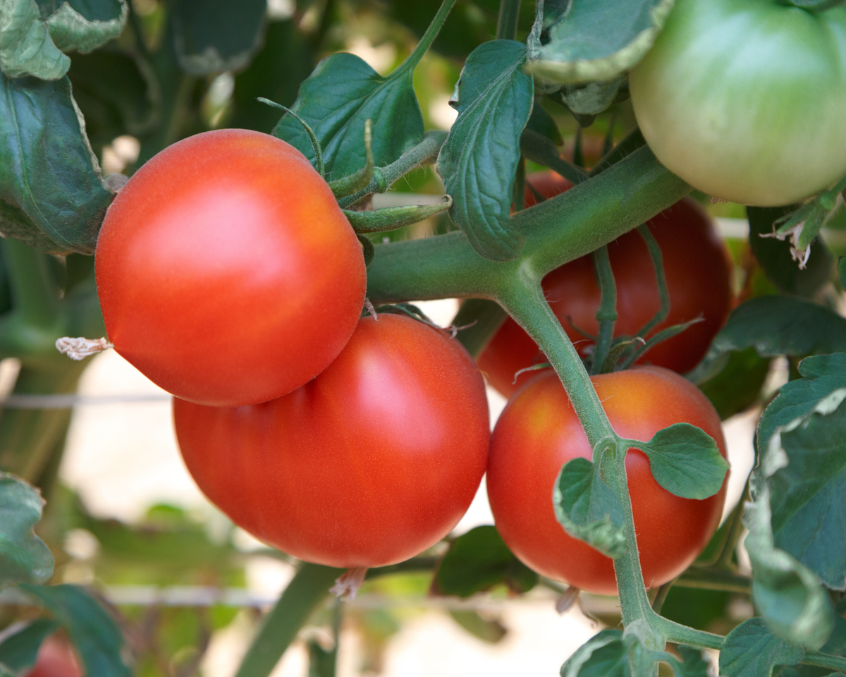 Rubee Dawn Hybrid Tomato Seeds