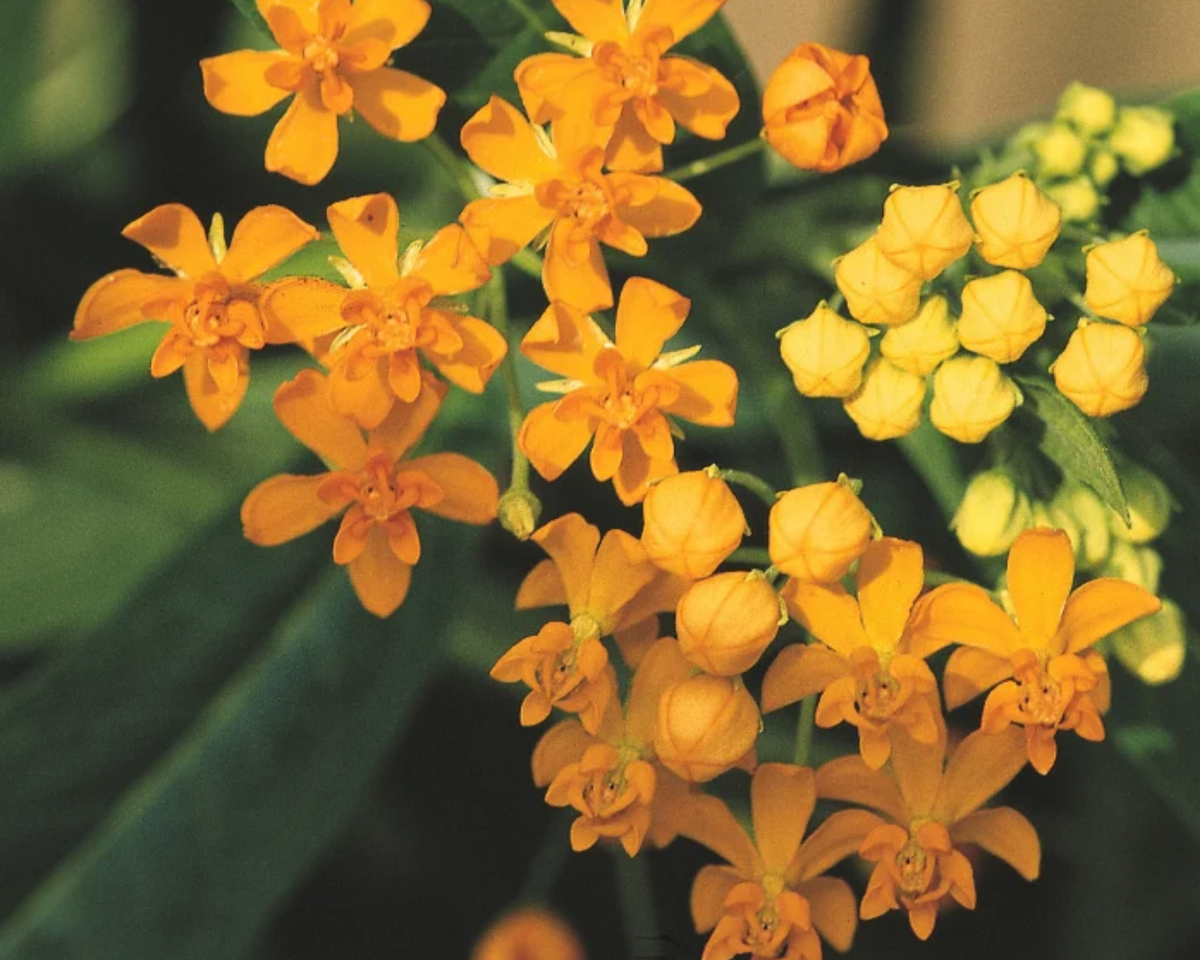 Silky Formula Mix Asclepias Seeds