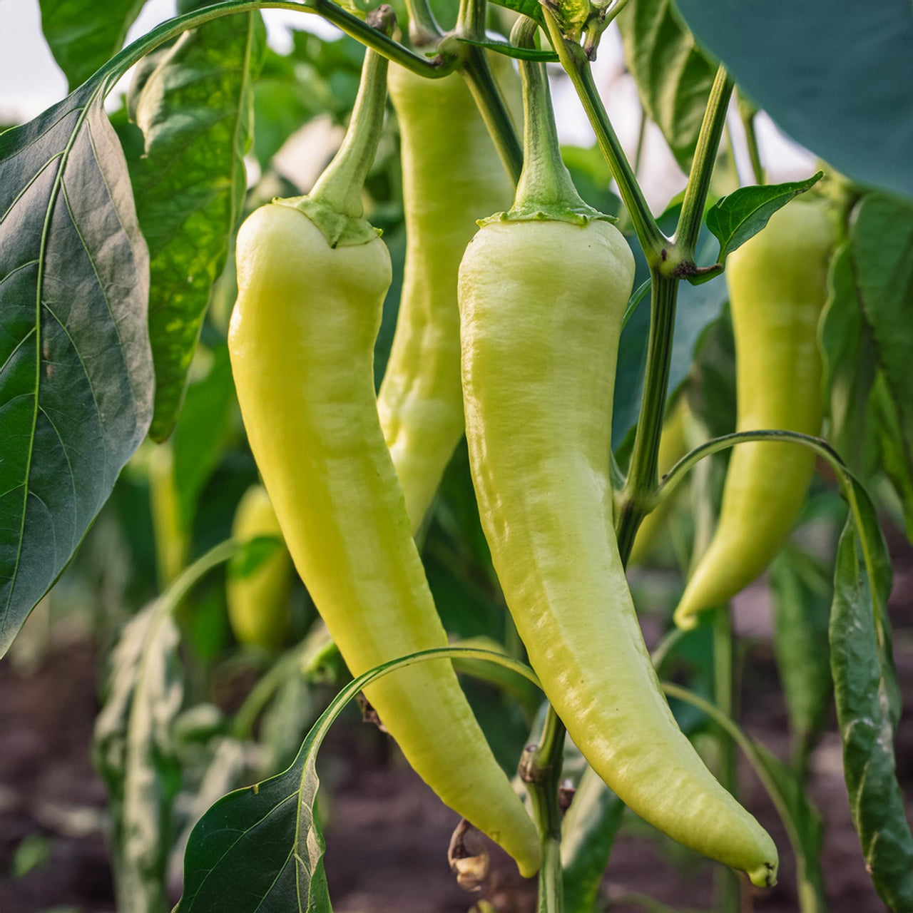 Sweet Banana Pepper Seeds