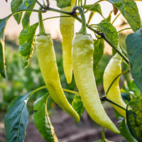 Thumbnail for Sweet Banana Pepper Seeds