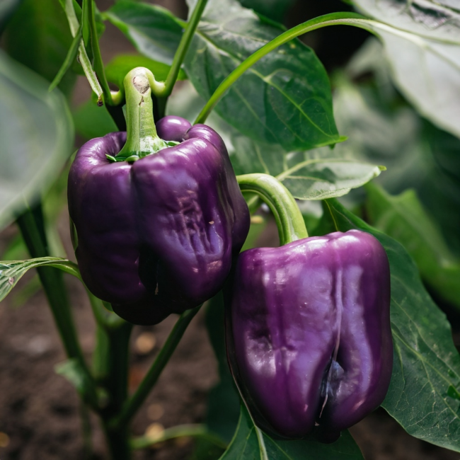 Lilac Bell Pepper Seeds