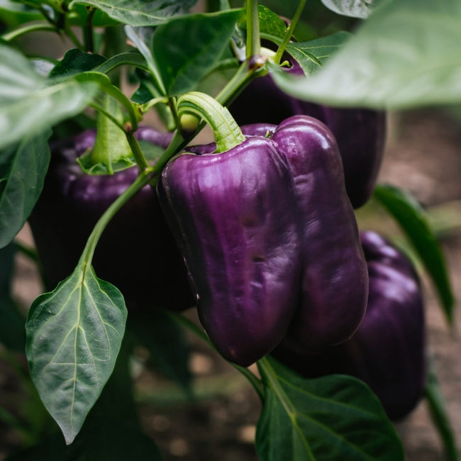 Lilac Bell Pepper Seeds