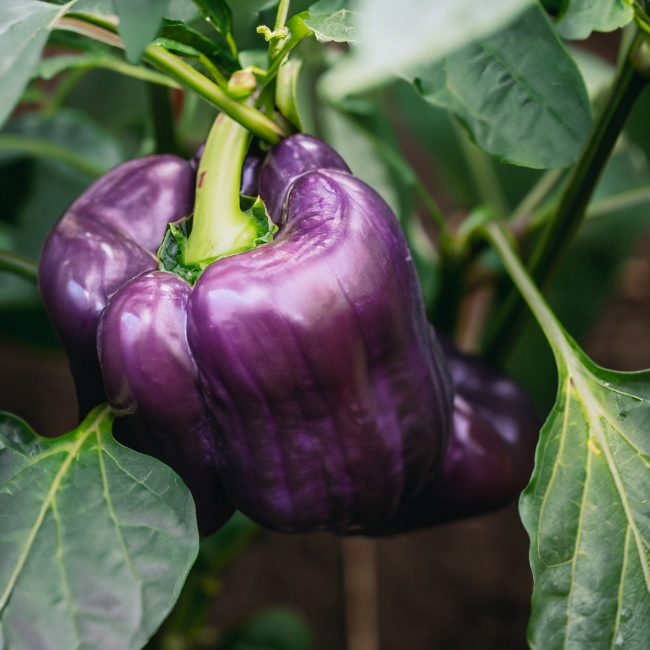 Lilac Bell Pepper Seeds