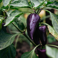 Thumbnail for Purple Jalapeno Pepper Seeds