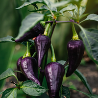 Thumbnail for Purple Jalapeno Pepper Seeds