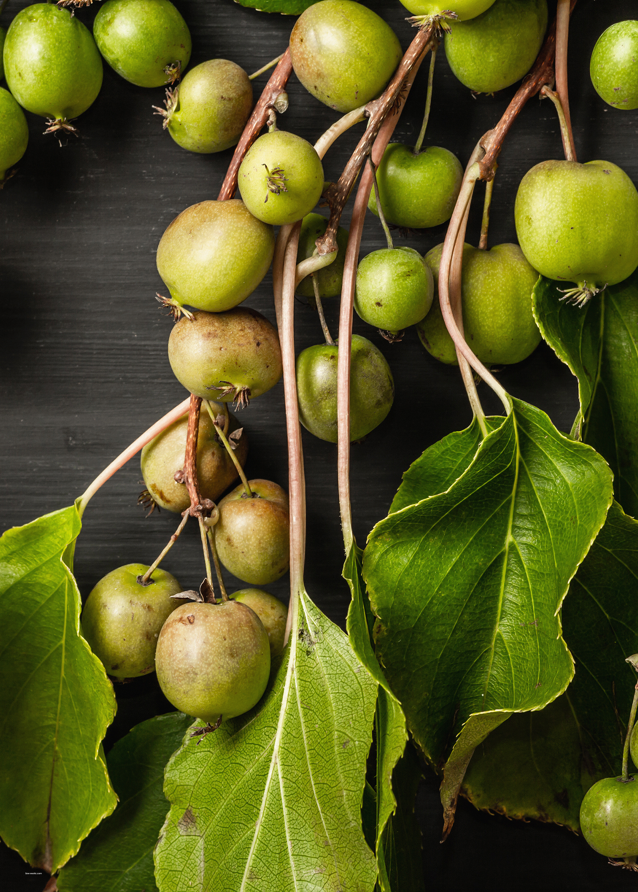 Kiwi 'Prolific' (Actinidia arguta)