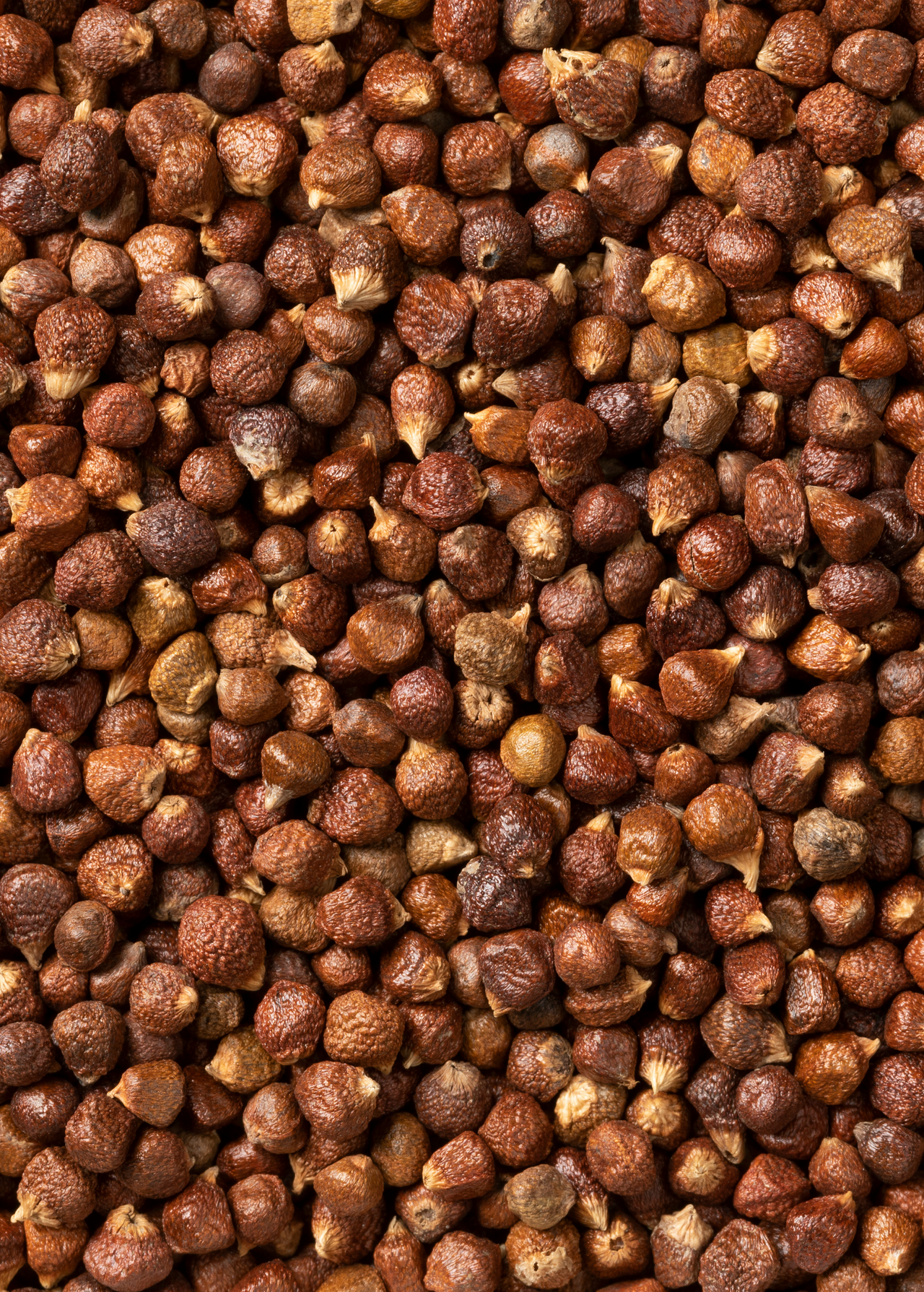 Grains of Paradise (Aframomum melegueta)