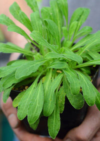 African Dream Root (Silene undulata syn. Silene capensis)