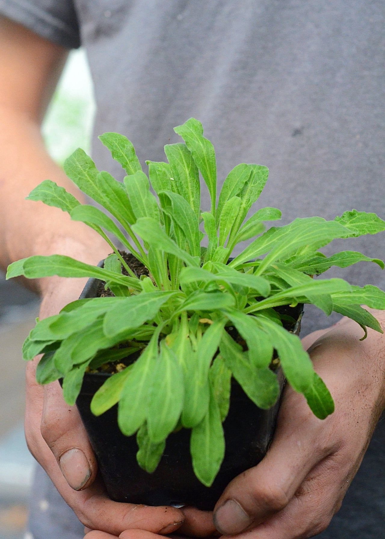 African Dream Root (Silene undulata syn. Silene capensis)