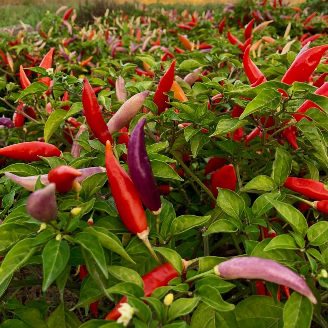 Aji Omnicolor Pepper Seeds