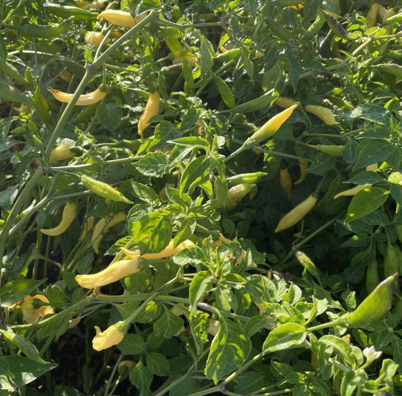 Aji Pineapple Pepper Seeds