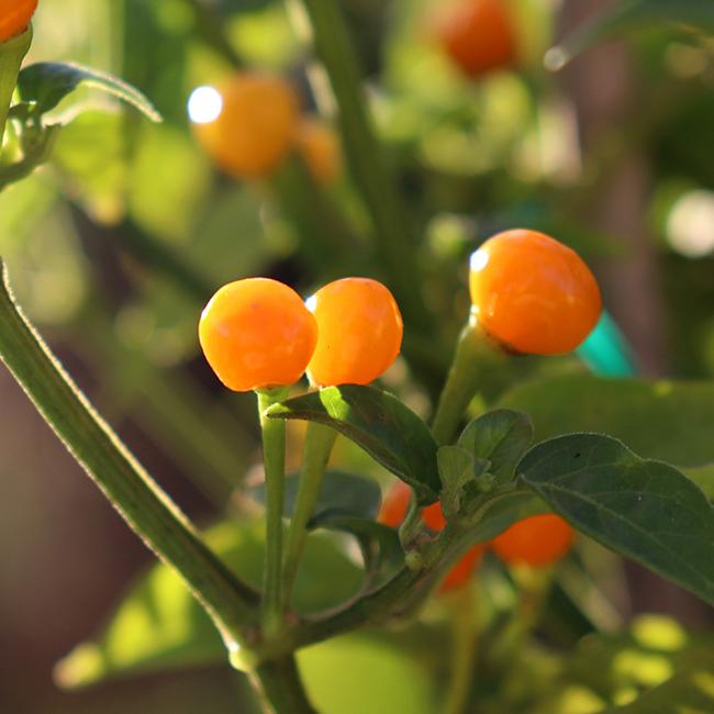 Aji Charapita Pepper Seeds