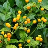 Thumbnail for Aji Charapita Pepper Seeds