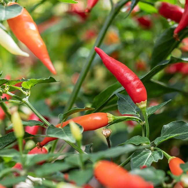 Aji Omnicolor Pepper Seeds