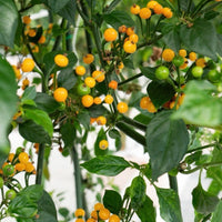 Thumbnail for Aji Charapita Pepper Seeds