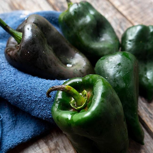 Ancho Poblano Pepper Seeds