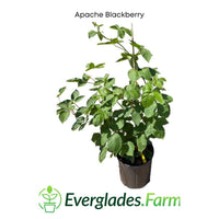 Apache Blackberry, Summer Bearing, Thornless, Plant