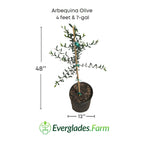 Arbequina Olive Tree, Semi-Dwarf
