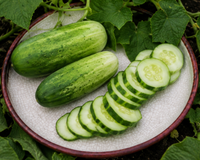 Arkansas Little Leaf (H-19) Cucumber Seeds