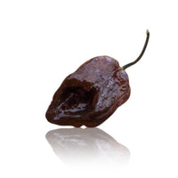 Thumbnail for Armageddon Chocolate Pepper Seeds (Non-Isolated)