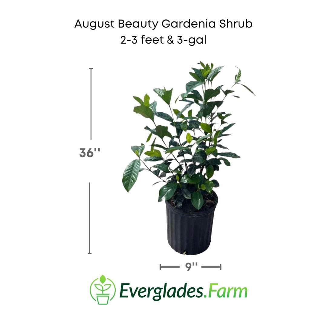August Beauty Gardenia Shrub white flower