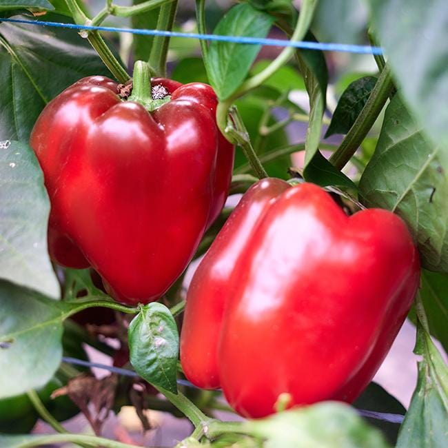 Autumn Bell Sweet Pepper Seeds