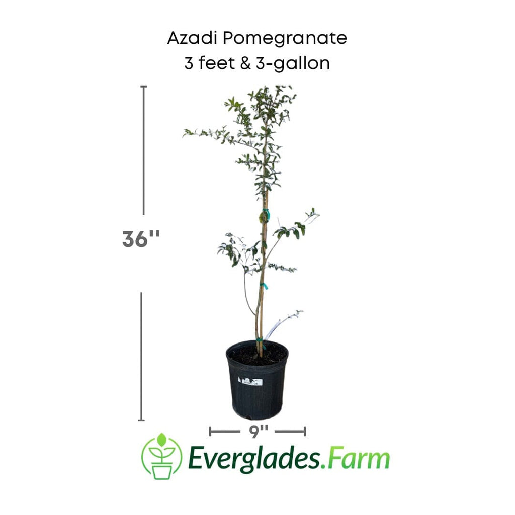 Azadi Pomegranate Tree