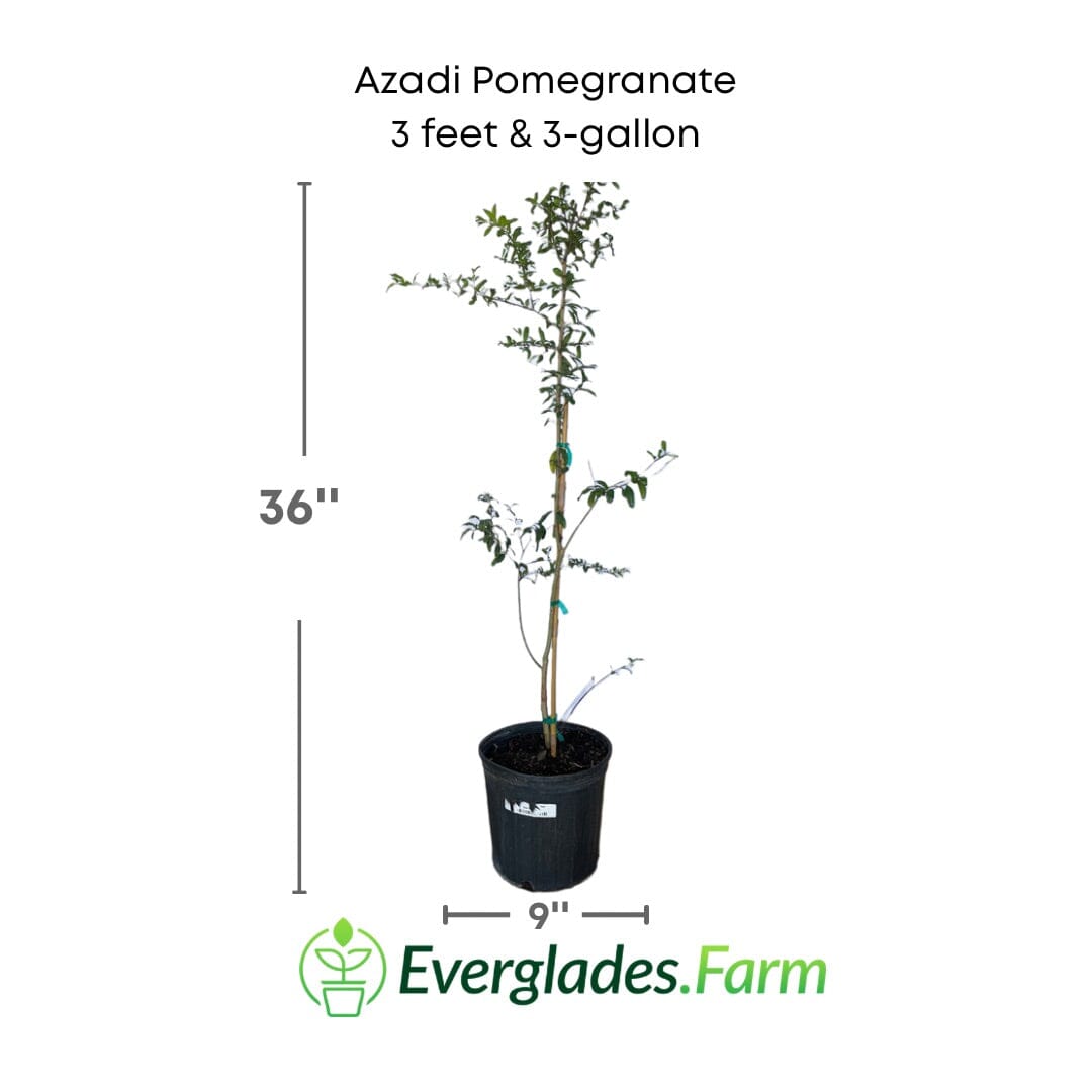 Azadi Pomegranate Tree