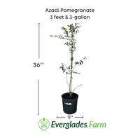 Azadi Pomegranate Tree