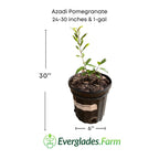 Azadi Pomegranate Tree