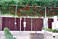 40 ITALIAN TREE TOMATO 'Trip L Crop' Lycopersicon Red Fruit Vegetable Seeds