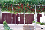 40 ITALIAN TREE TOMATO 'Trip L Crop' Lycopersicon Red Fruit Vegetable Seeds