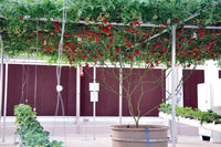 40 ITALIAN TREE TOMATO 'Trip L Crop' Lycopersicon Red Fruit Vegetable Seeds