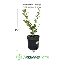 Barbados Cherry, Acerola, Guyana Cherry Tree