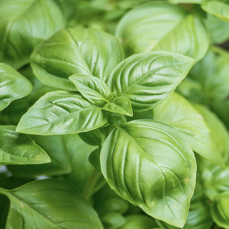 Genovese Basil Seeds